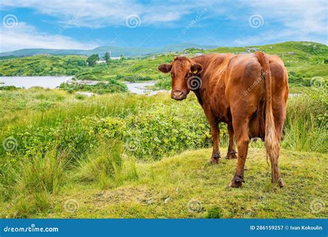  The Landscape With A Cow의 섬세한 표현과 생생한 색감!